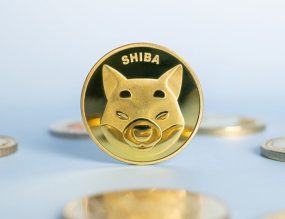 shiba