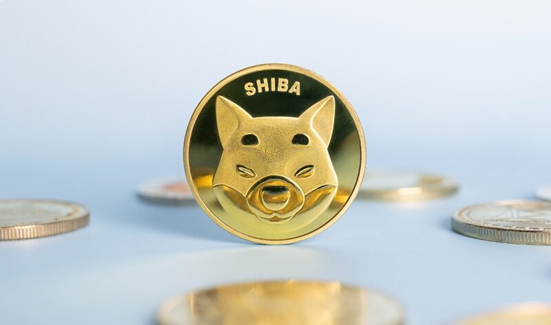 shiba
